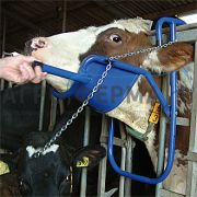 Поддержка для головы КРС, НИДЕРЛАНДЫ