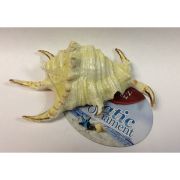 Грот для аквариума Marlin морская раковина 11,5*7,5*4 см